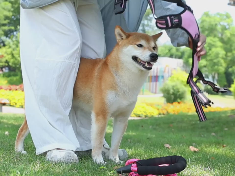 Dog Harness